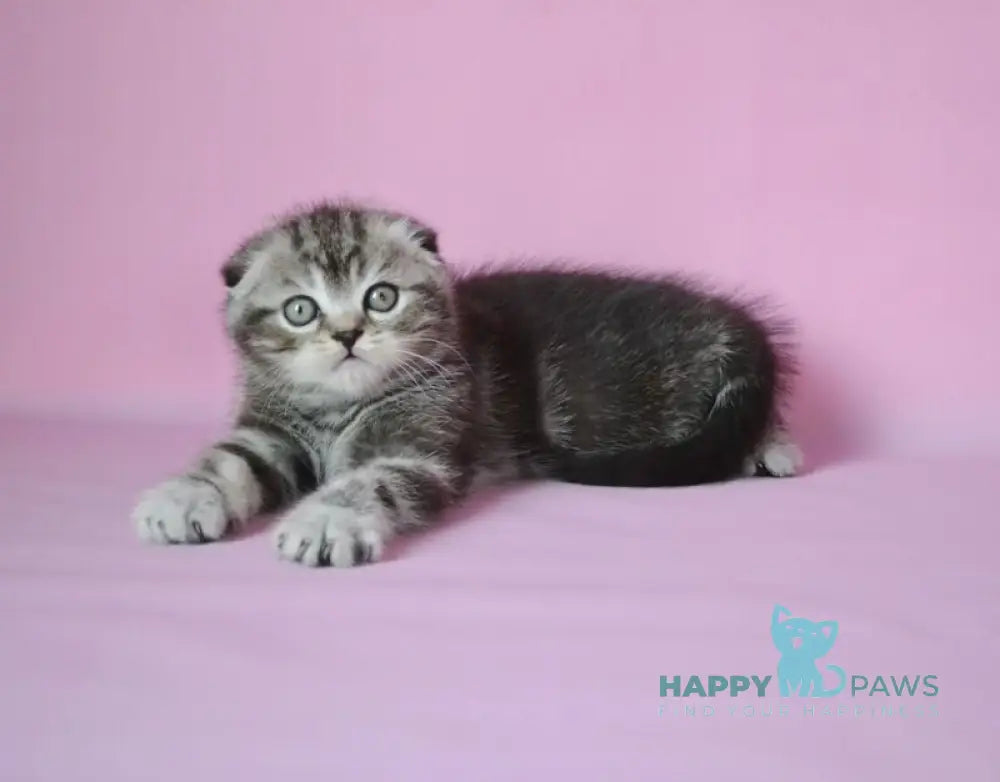 Misha Scottish Fold male black silver tabby live animals