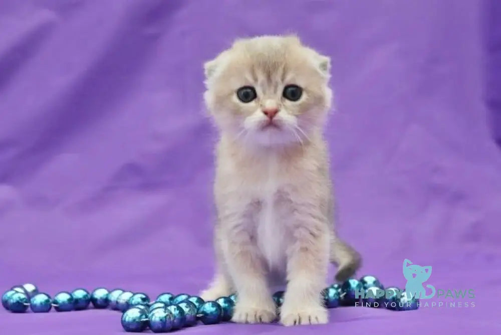 Misha Scottish Fold male blue golden shaded live animals
