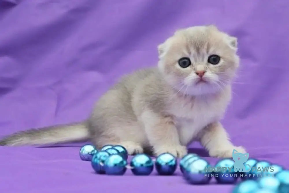 Misha Scottish Fold male blue golden shaded live animals