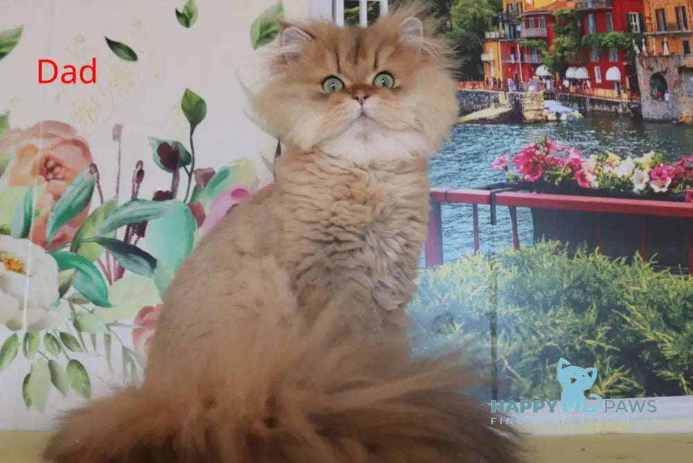 Misha Scottish Fold male blue golden shaded live animals