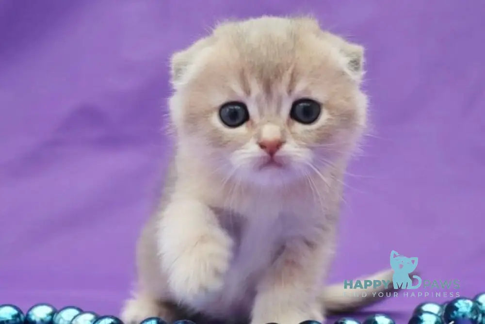 Misha Scottish Fold male blue golden shaded live animals