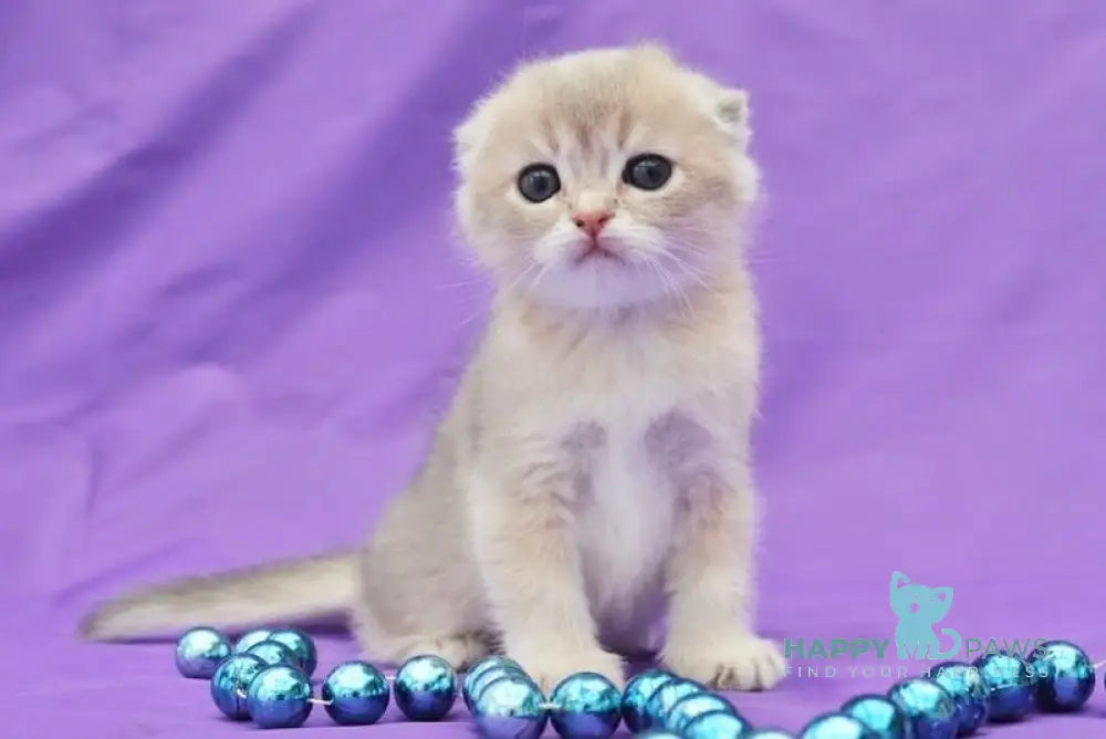 Misha Scottish Fold male blue golden shaded live animals