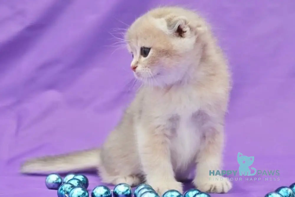 Misha Scottish Fold male blue golden shaded live animals