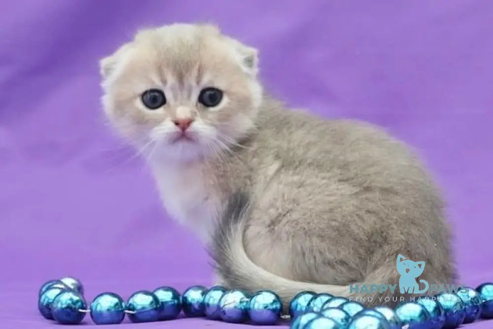 Misha Scottish Fold male blue golden shaded live animals
