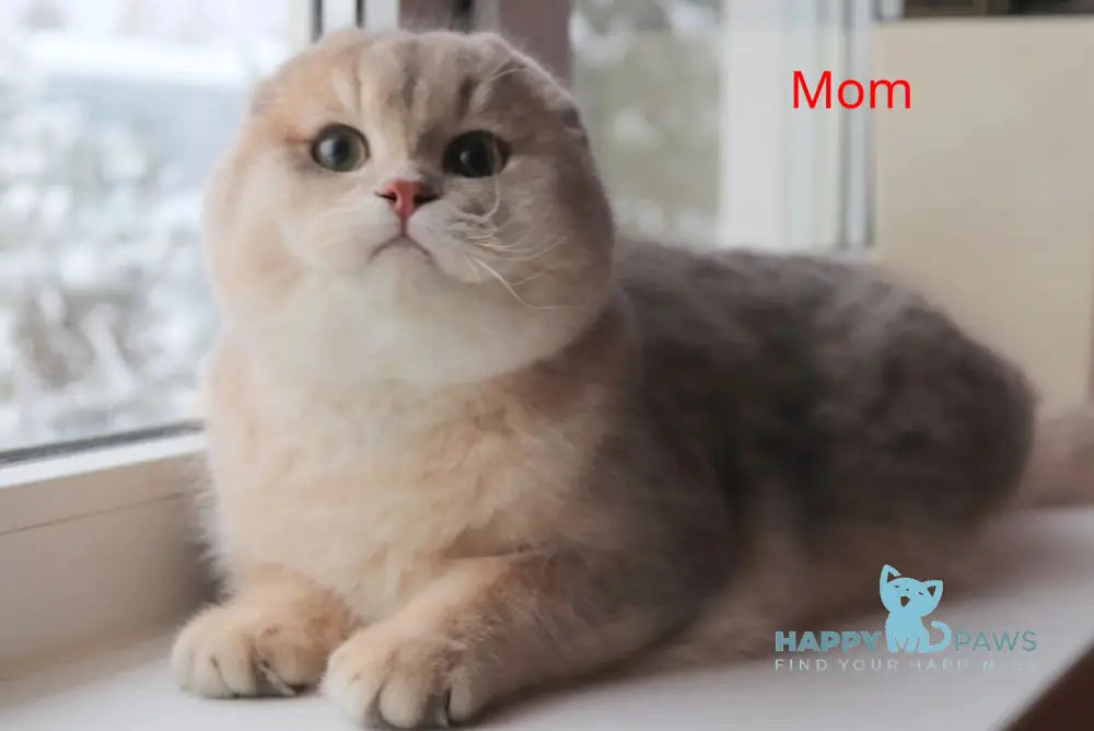 Misha Scottish Fold male blue golden shaded live animals