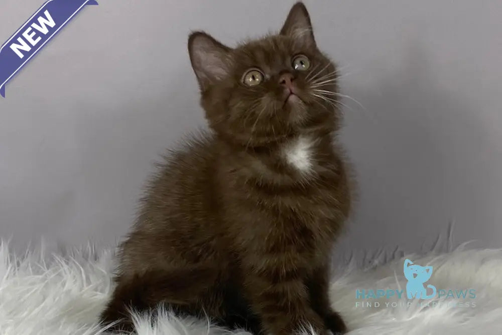 Mishel British Shorthair male chocolate live animals