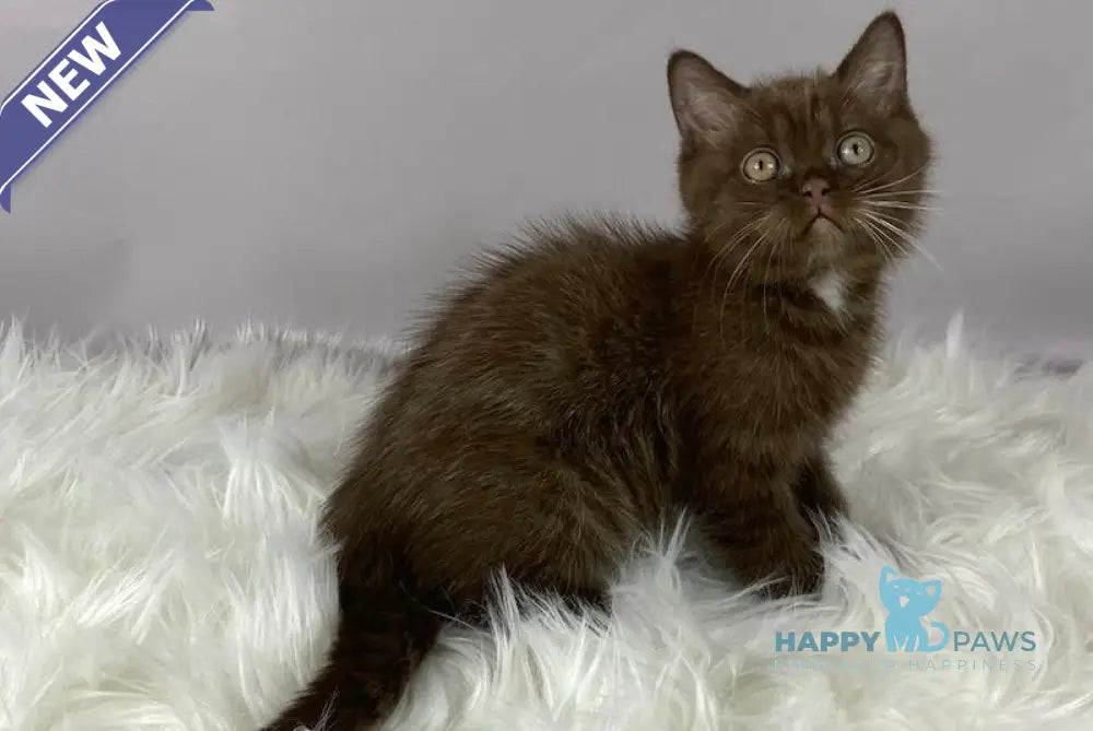 Mishel British Shorthair male chocolate live animals