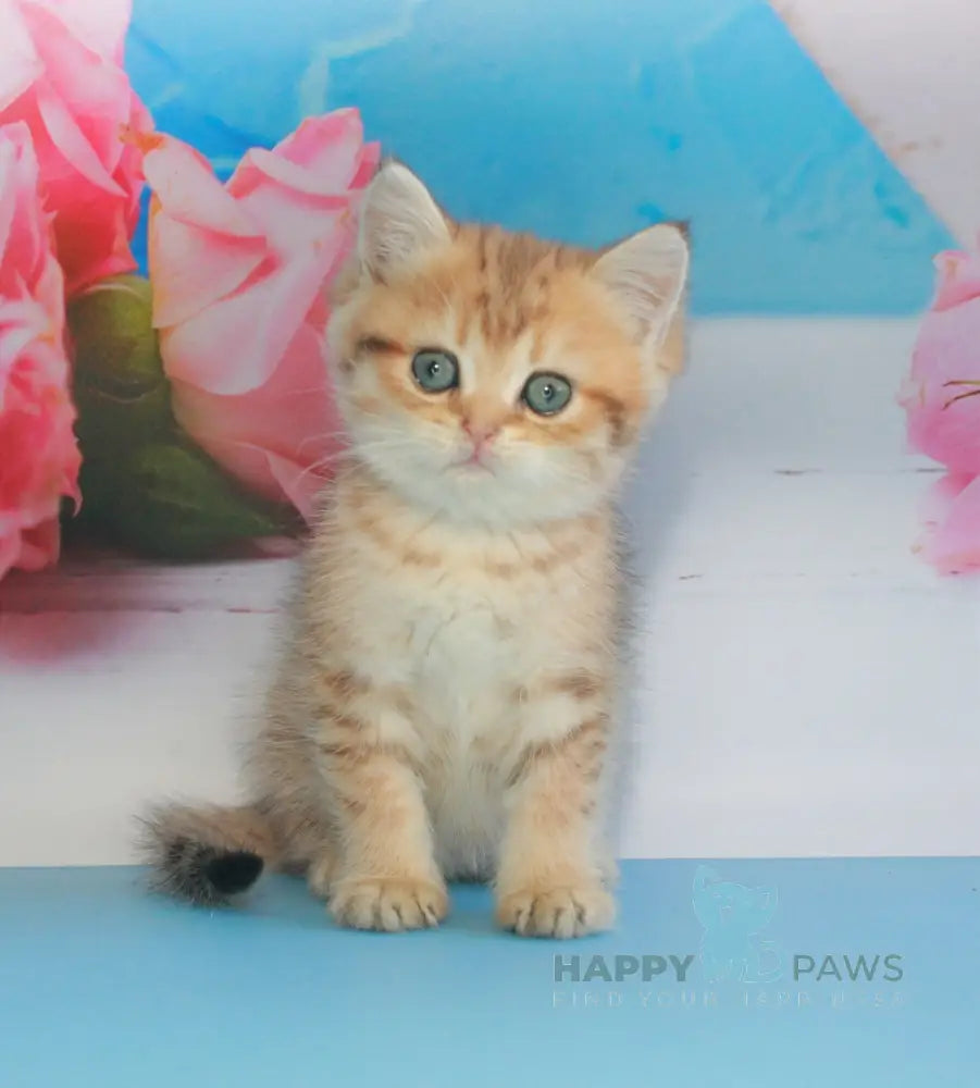 Mishka British Shorthair male black golden spotted tabby live animals