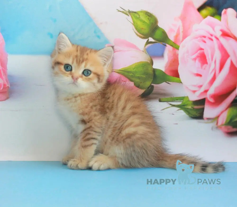 Mishka British Shorthair male black golden spotted tabby live animals