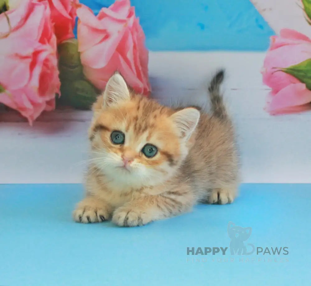 Mishka British Shorthair male black golden spotted tabby live animals