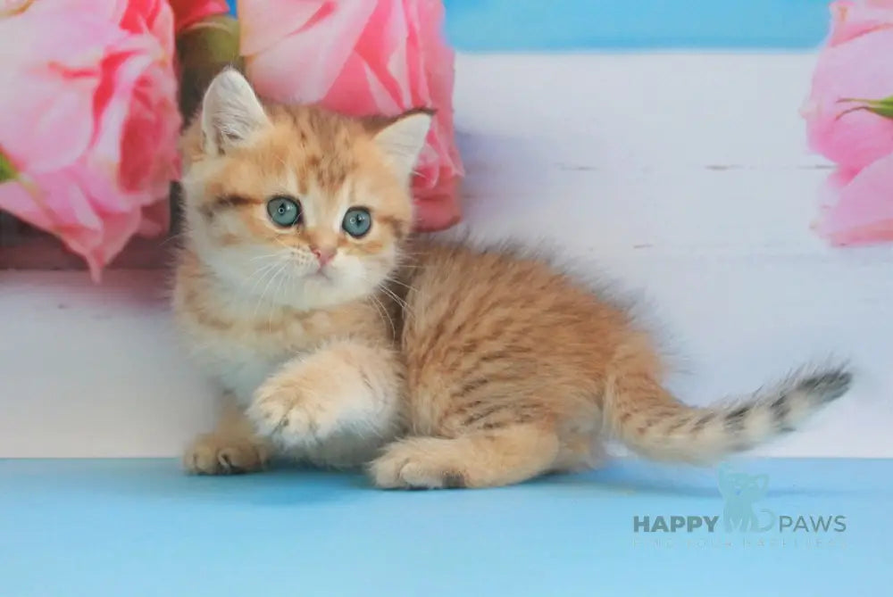 Mishka British Shorthair male black golden spotted tabby live animals