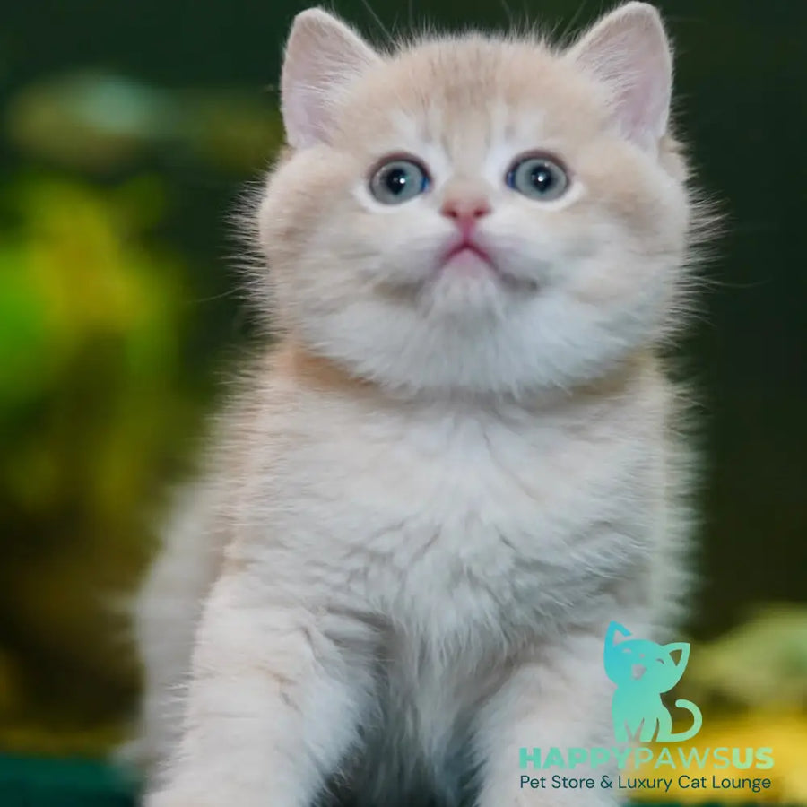 Miso British Shorthair male blue golden chinchilla - live animals