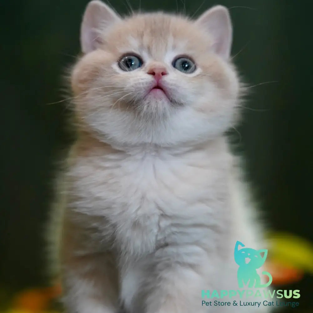 Miso British Shorthair male blue golden chinchilla - live animals