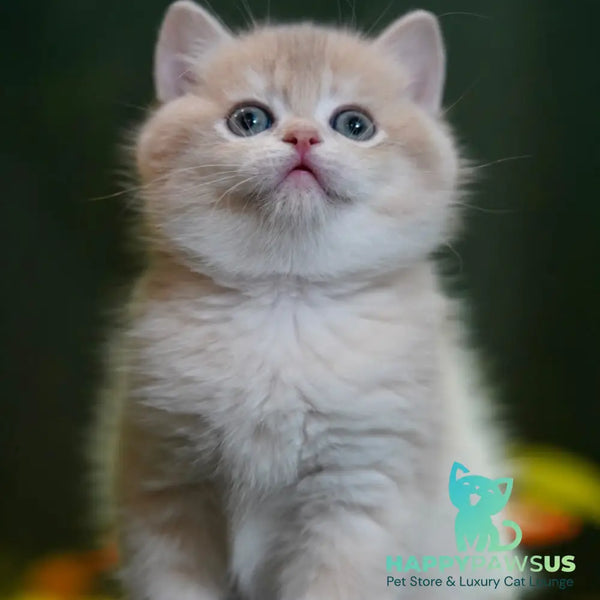 Miso British Shorthair male blue golden chinchilla - live animals