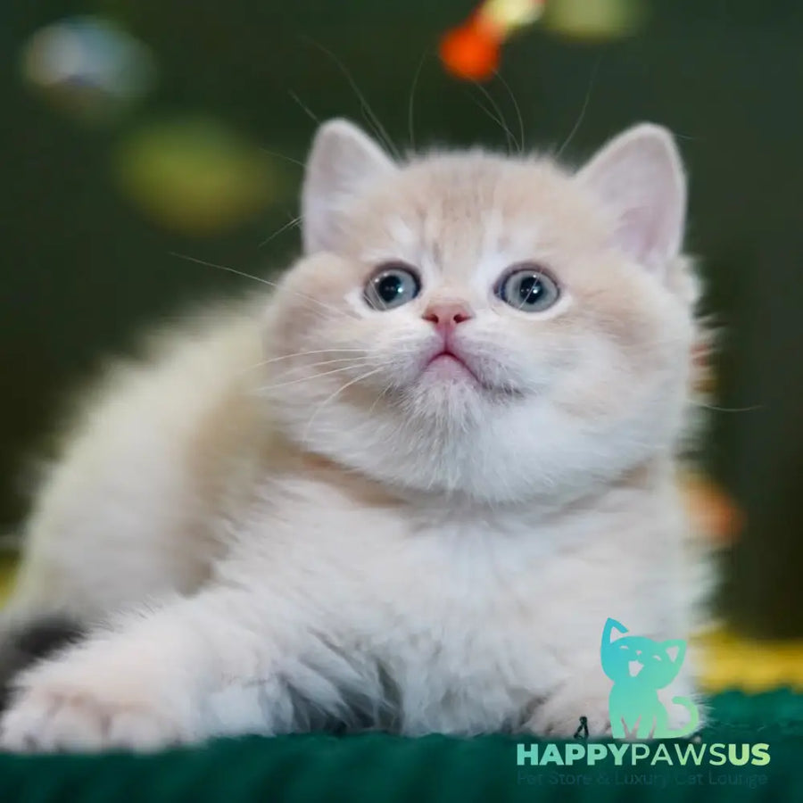 Miso British Shorthair male blue golden chinchilla - live animals