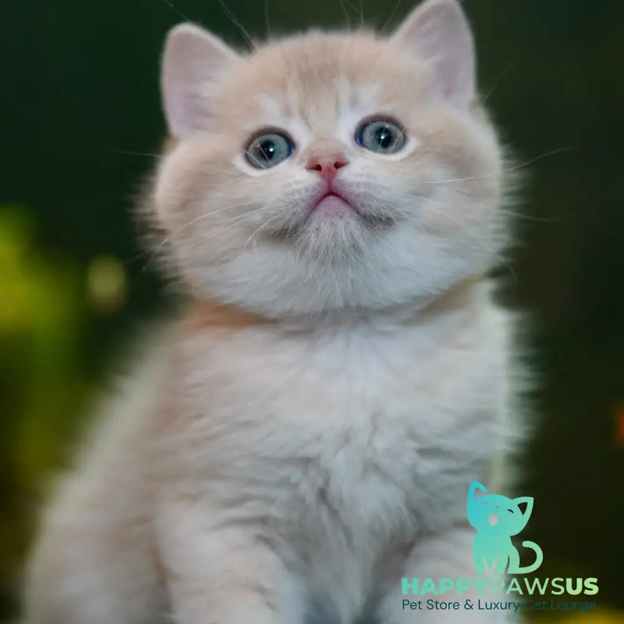 Miso British Shorthair male blue golden chinchilla - live animals