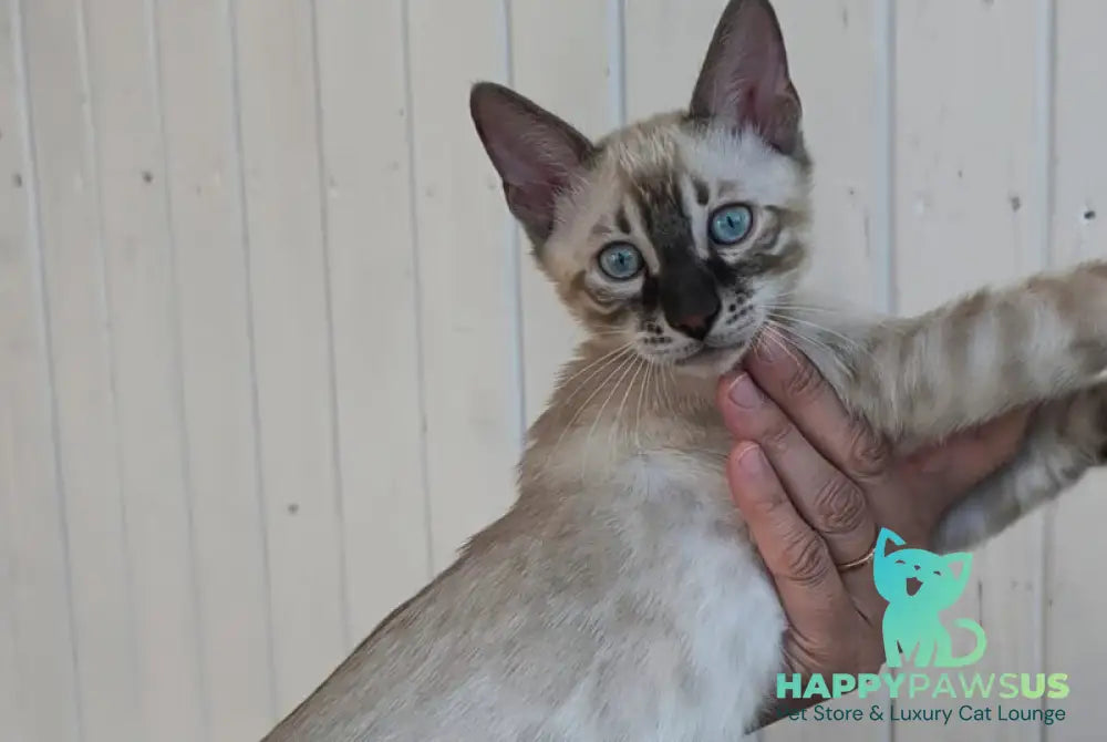 Mist Bengal male black silver spotted tabby pointed - live animals