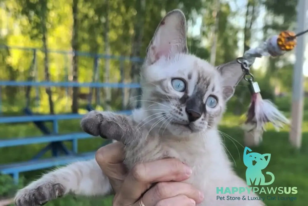 Mist Bengal male black silver spotted tabby pointed - live animals