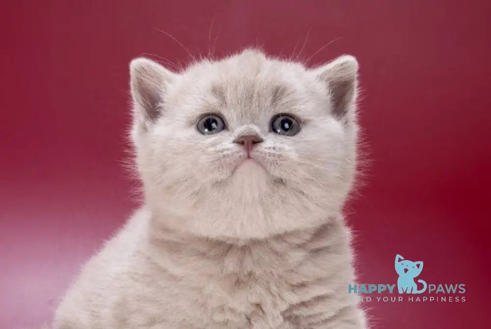 Misty British Shorthair female lilac live animals