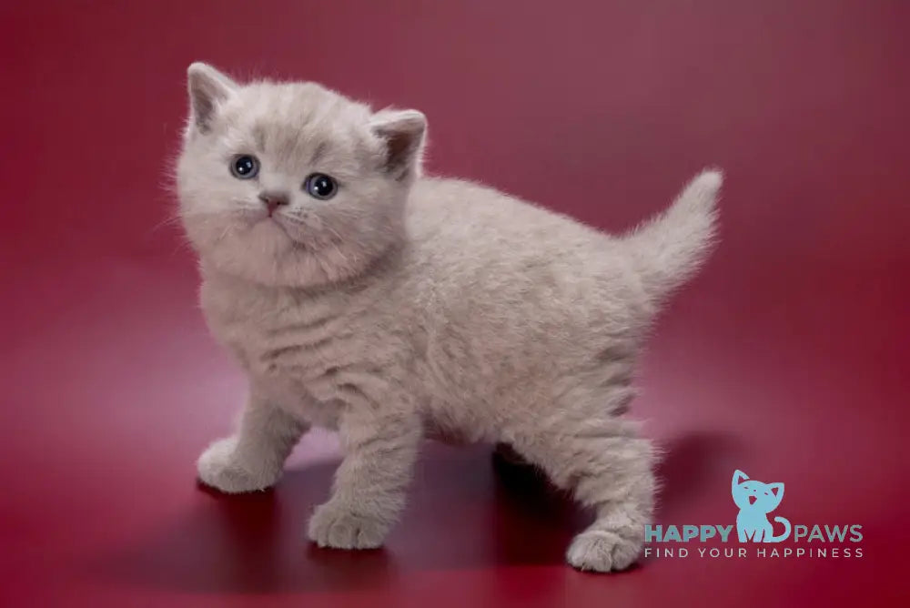 Misty British Shorthair female lilac live animals