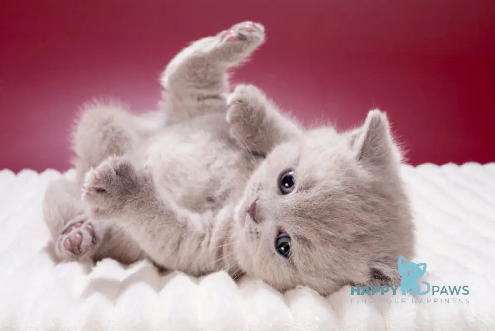 Misty British Shorthair female lilac live animals