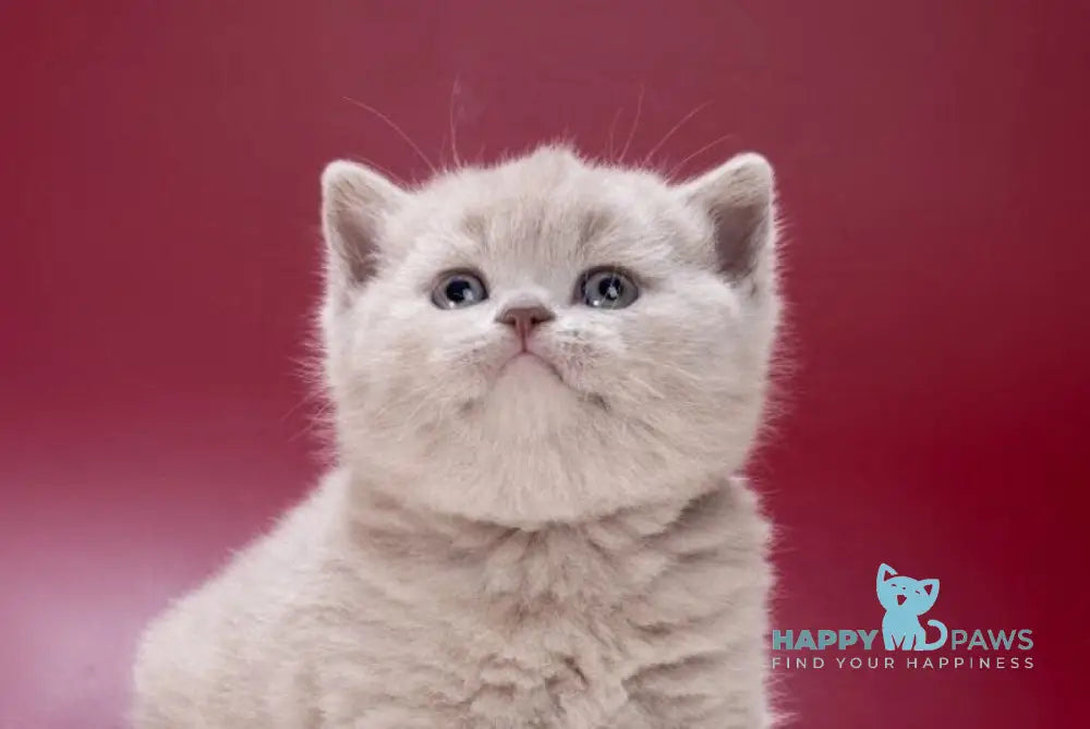 Misty British Shorthair female lilac live animals