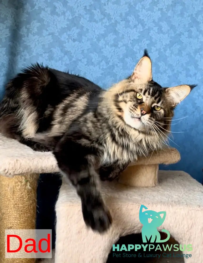 Misty Maine Coon female black tortie ticked tabby live animals