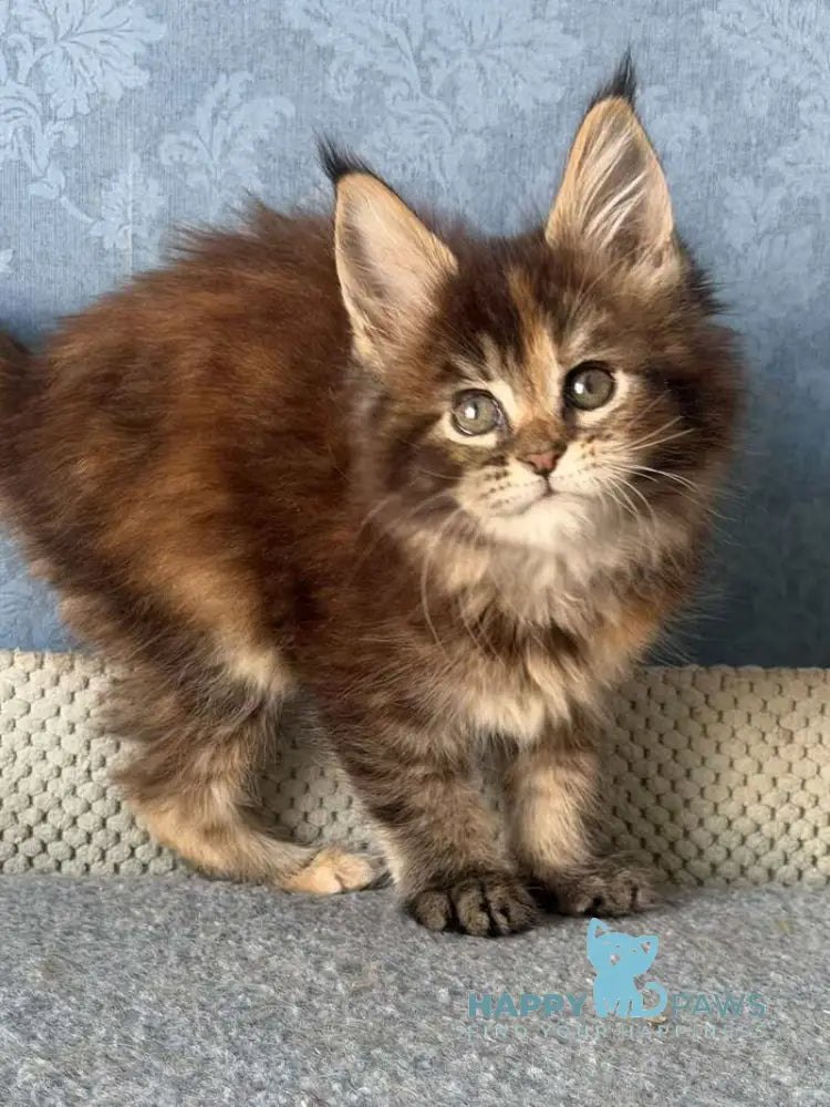 Misty Maine Coon female black tortie ticked tabby live animals