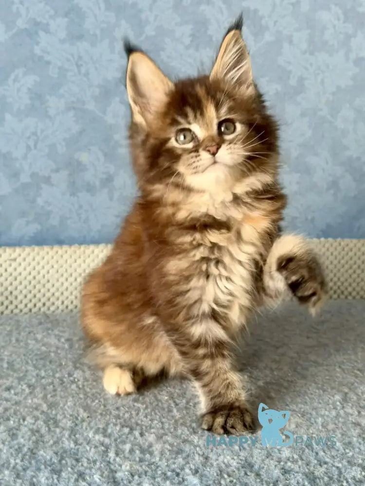 Misty Maine Coon female black tortie ticked tabby live animals