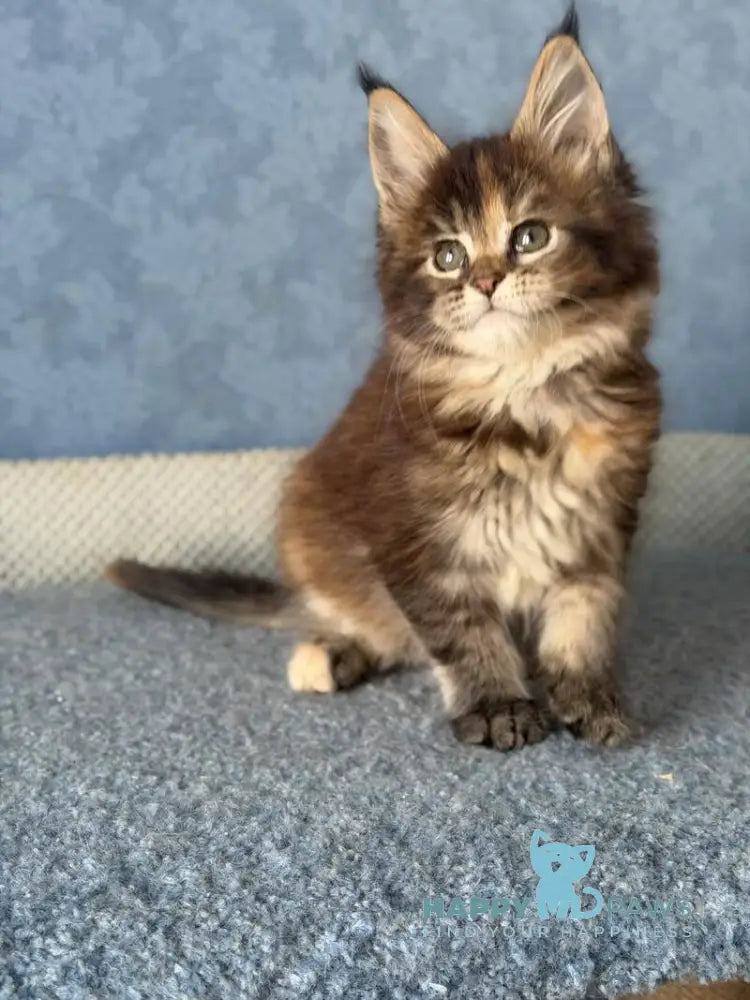Misty Maine Coon female black tortie ticked tabby live animals