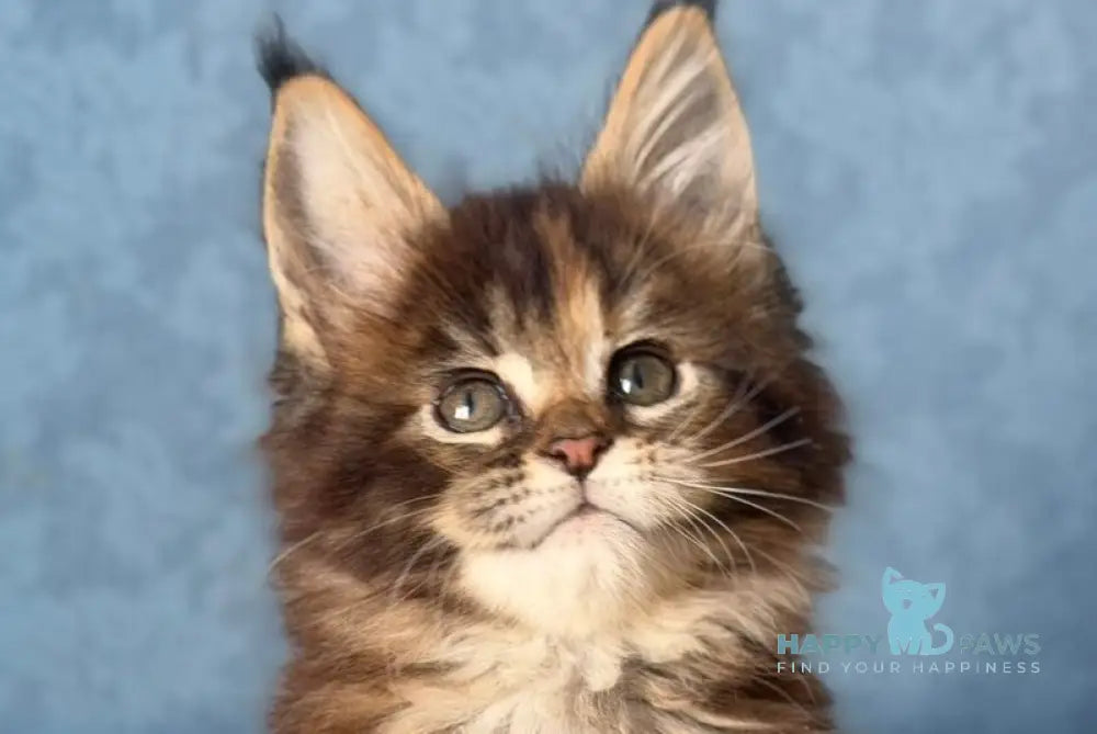 Misty Maine Coon female black tortie ticked tabby live animals