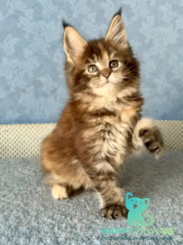 Misty Maine Coon female black tortie ticked tabby live animals