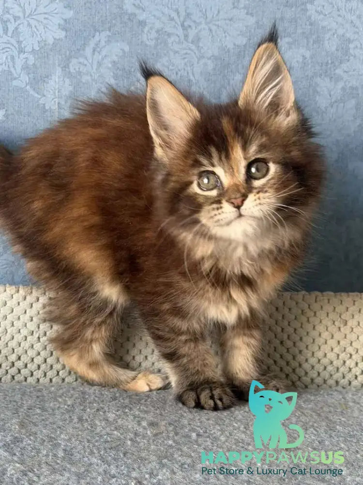 Misty Maine Coon female black tortie ticked tabby live animals