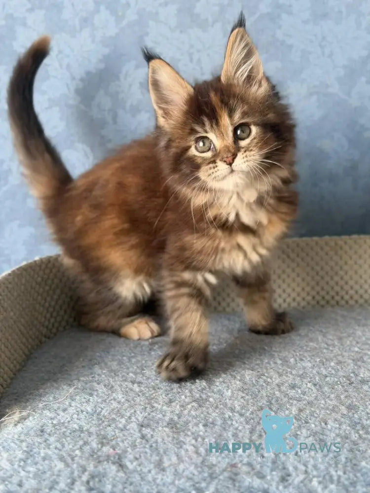 Misty Maine Coon female black tortie ticked tabby live animals