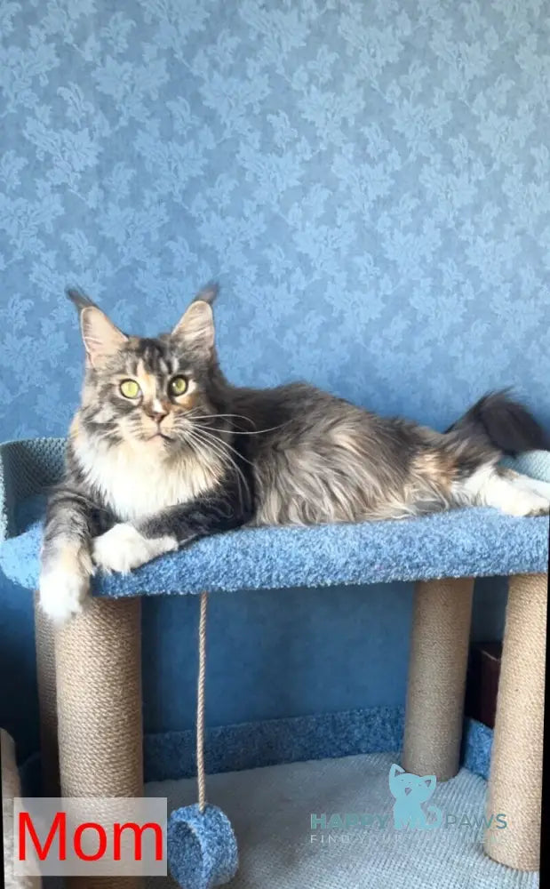 Misty Maine Coon female black tortie ticked tabby live animals