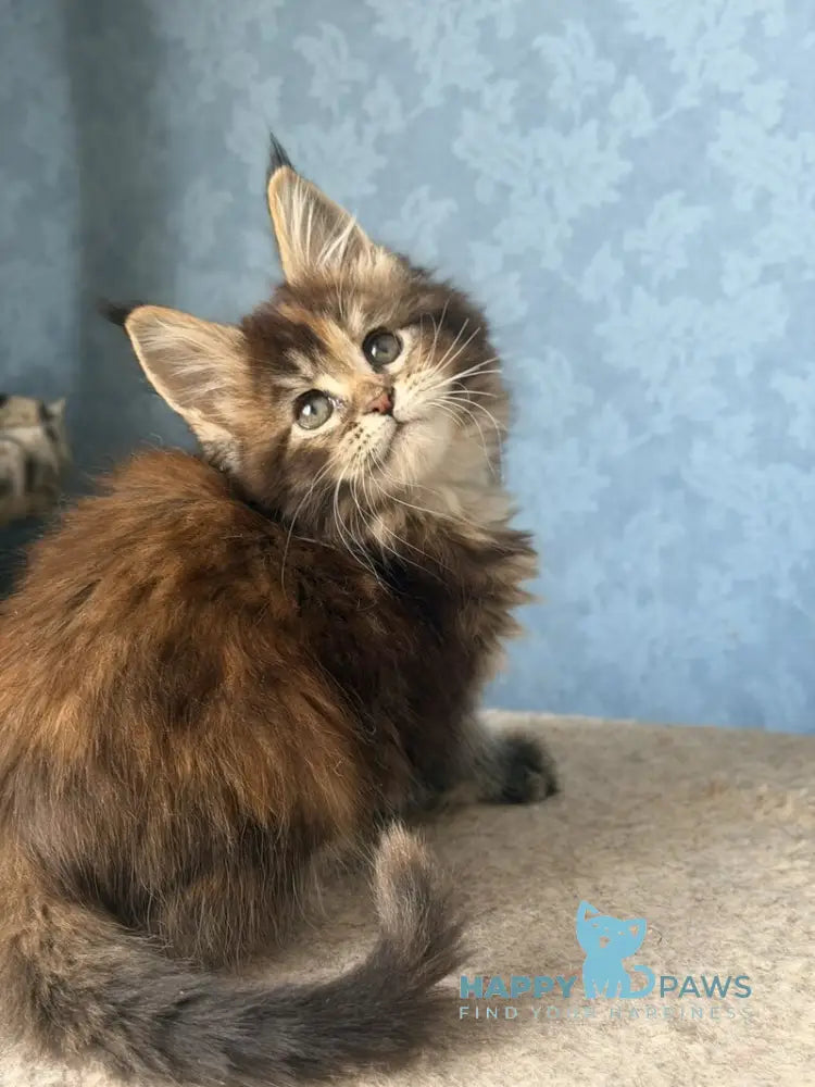Misty Maine Coon female black tortie ticked tabby live animals