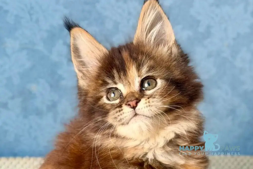 Misty Maine Coon female black tortie ticked tabby live animals