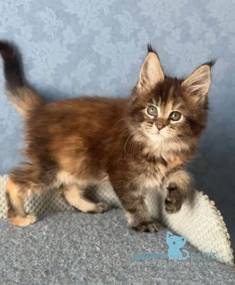 Misty Maine Coon female black tortie ticked tabby live animals
