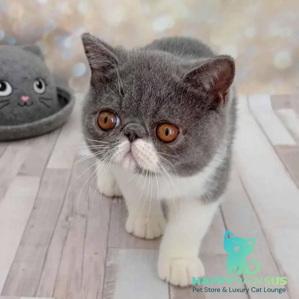 Mitrofan Exotic male blue bicolour - live animals