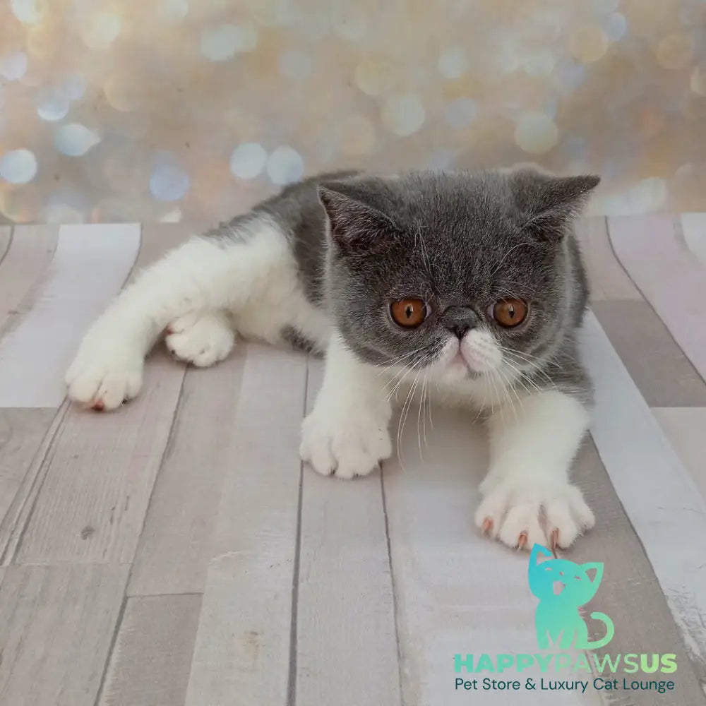 Mitrofan Exotic male blue bicolour - live animals