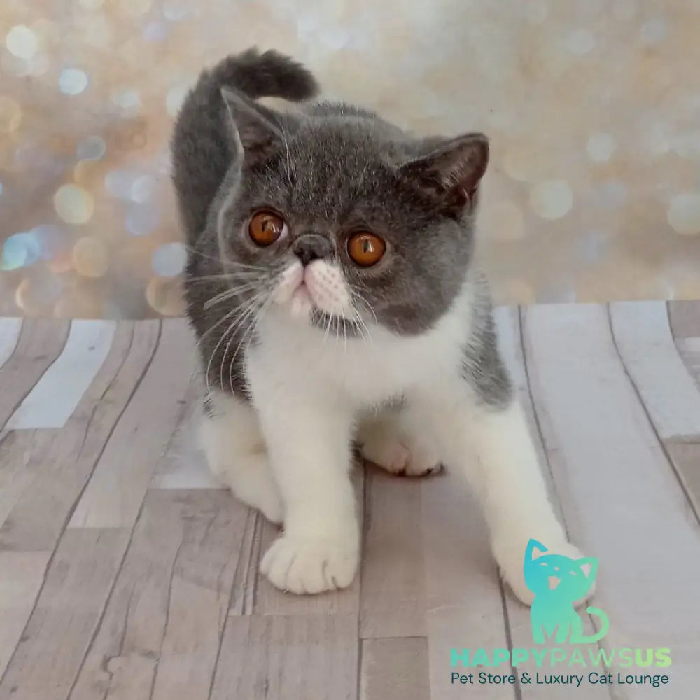 Mitrofan Exotic male blue bicolour - live animals