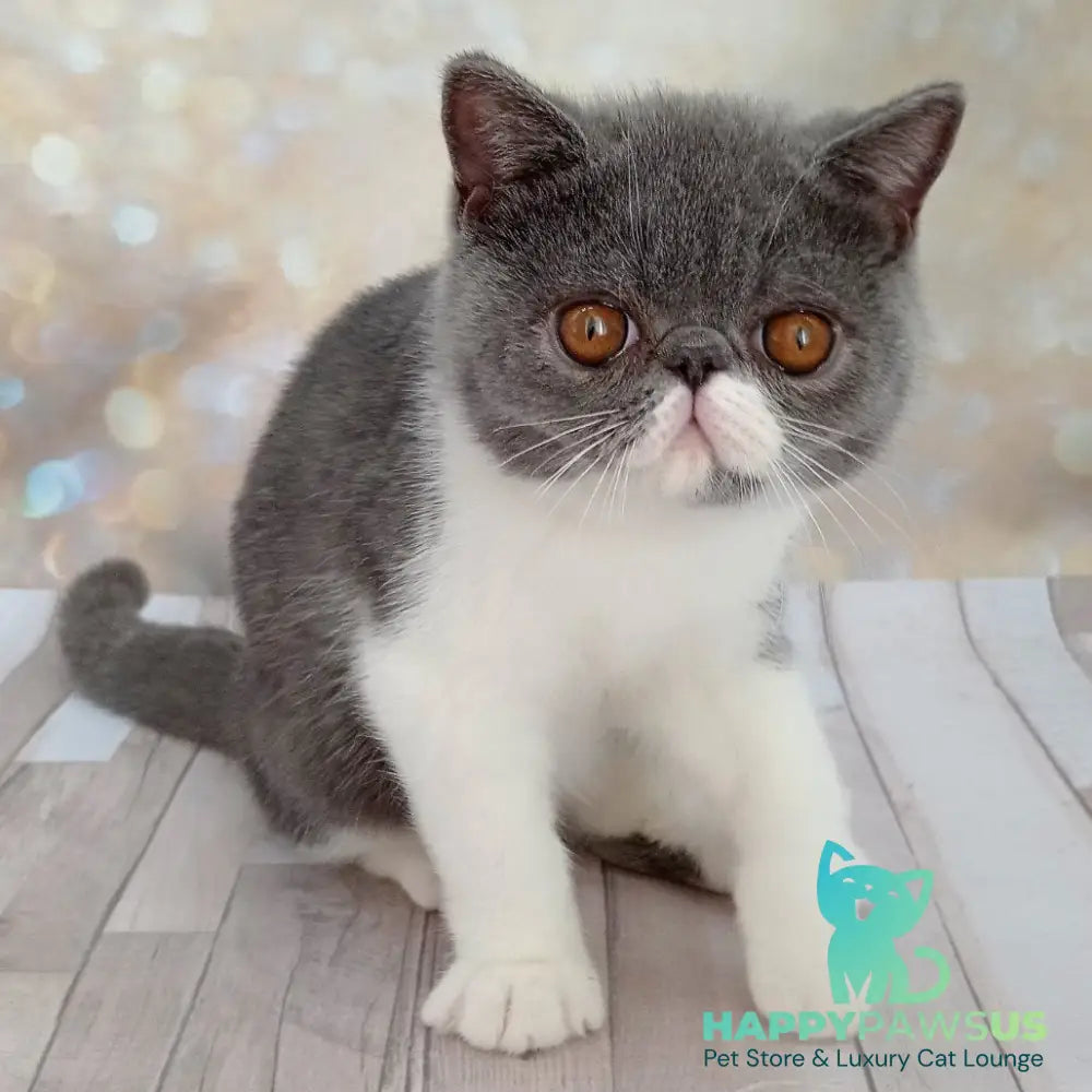 Mitrofan Exotic male blue bicolour - live animals