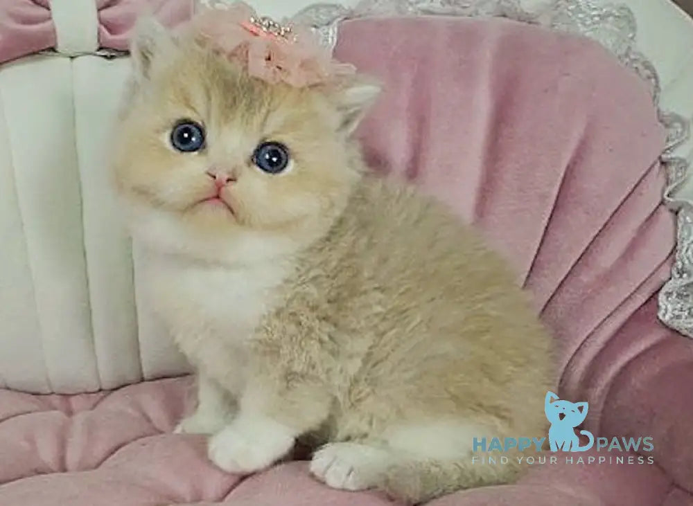 Miya British Shorthair female lilac golden shaded bicolour live animals