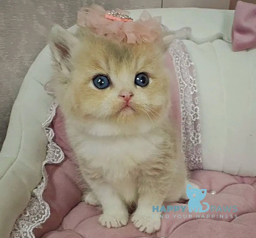 Miya British Shorthair female lilac golden shaded bicolour live animals