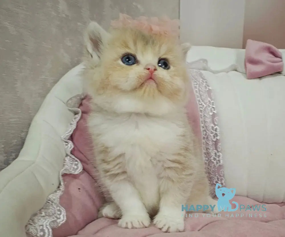 Miya British Shorthair female lilac golden shaded bicolour live animals