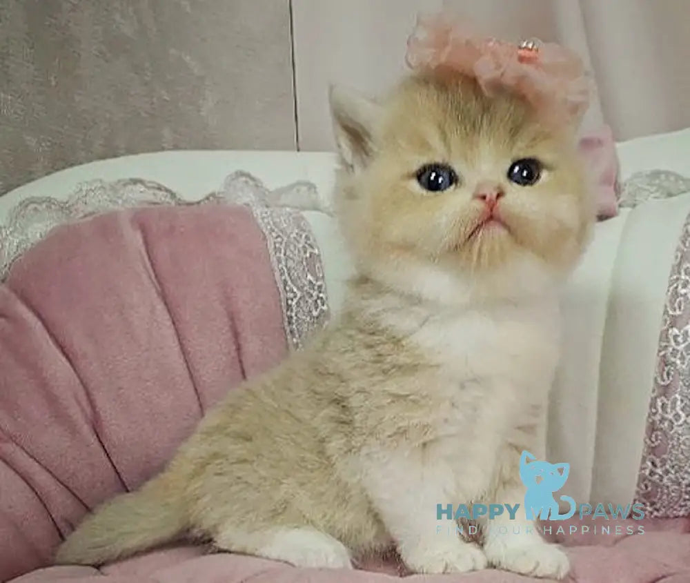 Miya British Shorthair female lilac golden shaded bicolour live animals