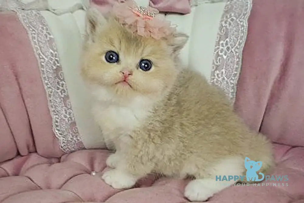 Miya British Shorthair female lilac golden shaded bicolour live animals