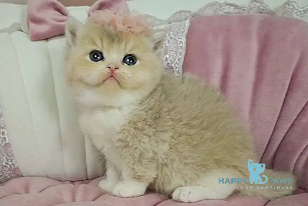 Miya British Shorthair female lilac golden shaded bicolour live animals
