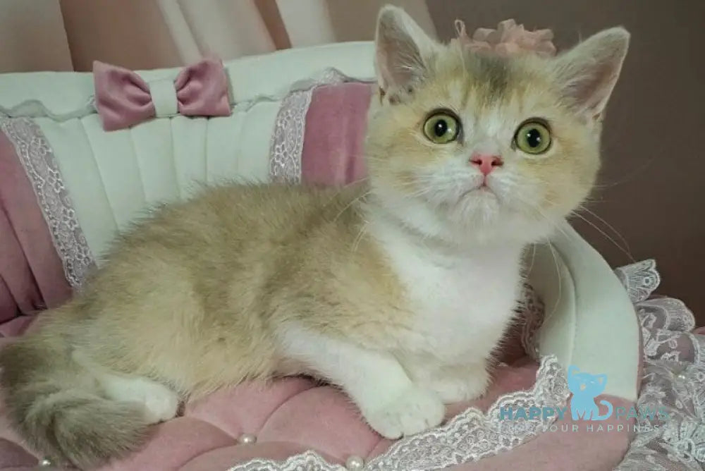 Miya British Shorthair female lilac golden ticked tabby live animals