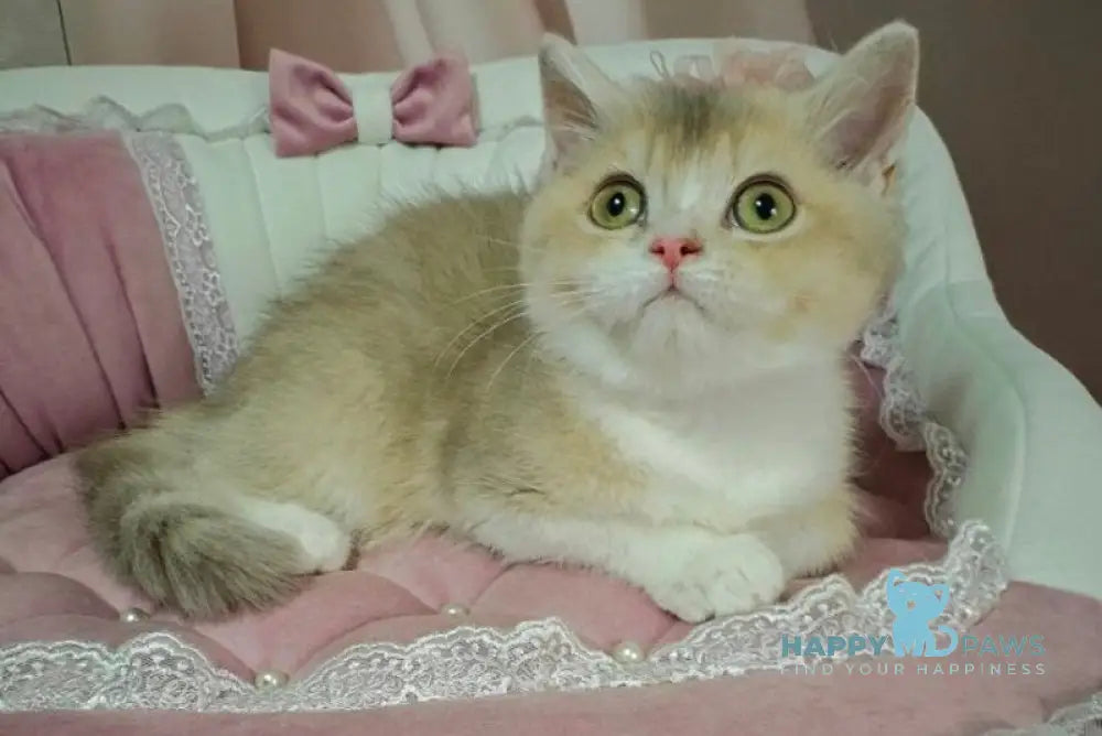 Miya British Shorthair female lilac golden ticked tabby live animals
